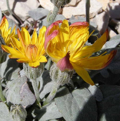 Crepis pygmaea subsp.pygmaea / Radicchiella dei ghiaioni